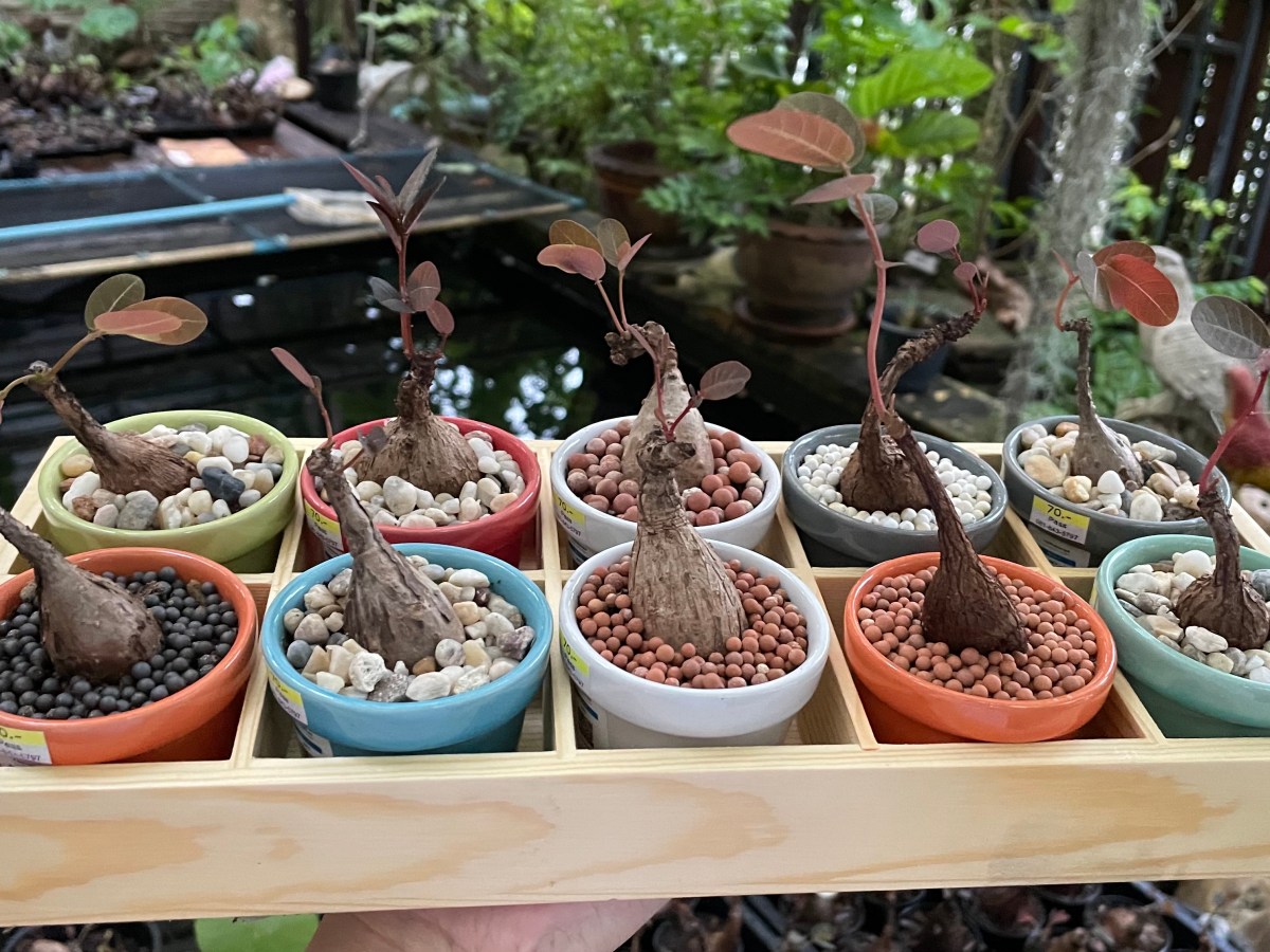 ต้นมะยมเงิน มะยมทอง ไม้โขดมงคลเรียกทรัพย์