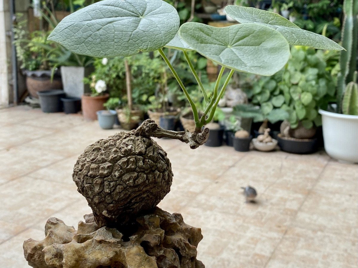 บอระเพ็ดพุงช้าง สมุนไพรไทยโบราณ